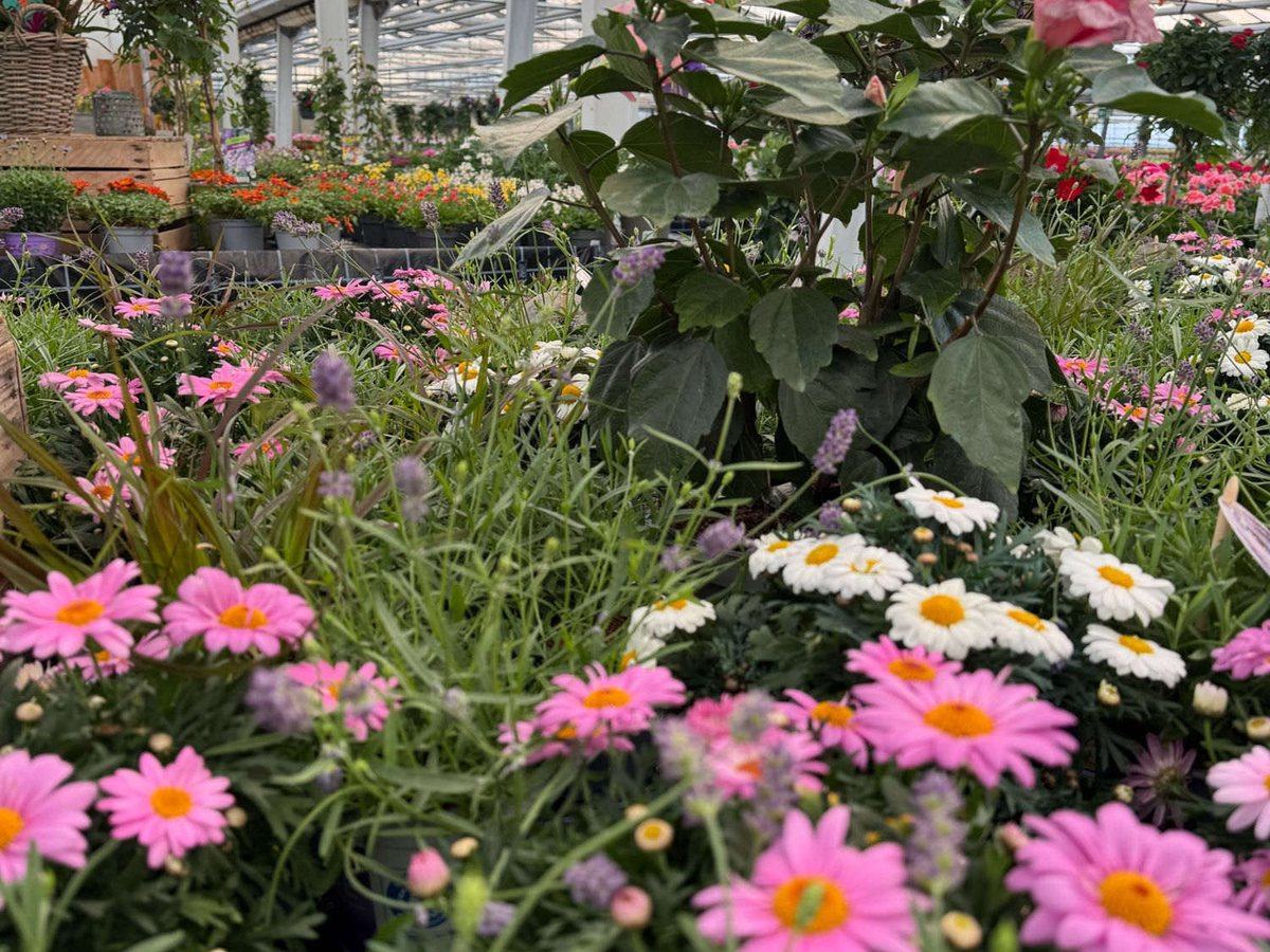 Margeriten, Lavendel und Hibiskus im Gartencenter