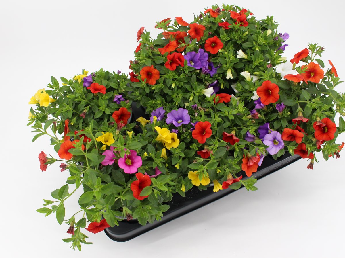 Calibrachoa dreifarbig im T13