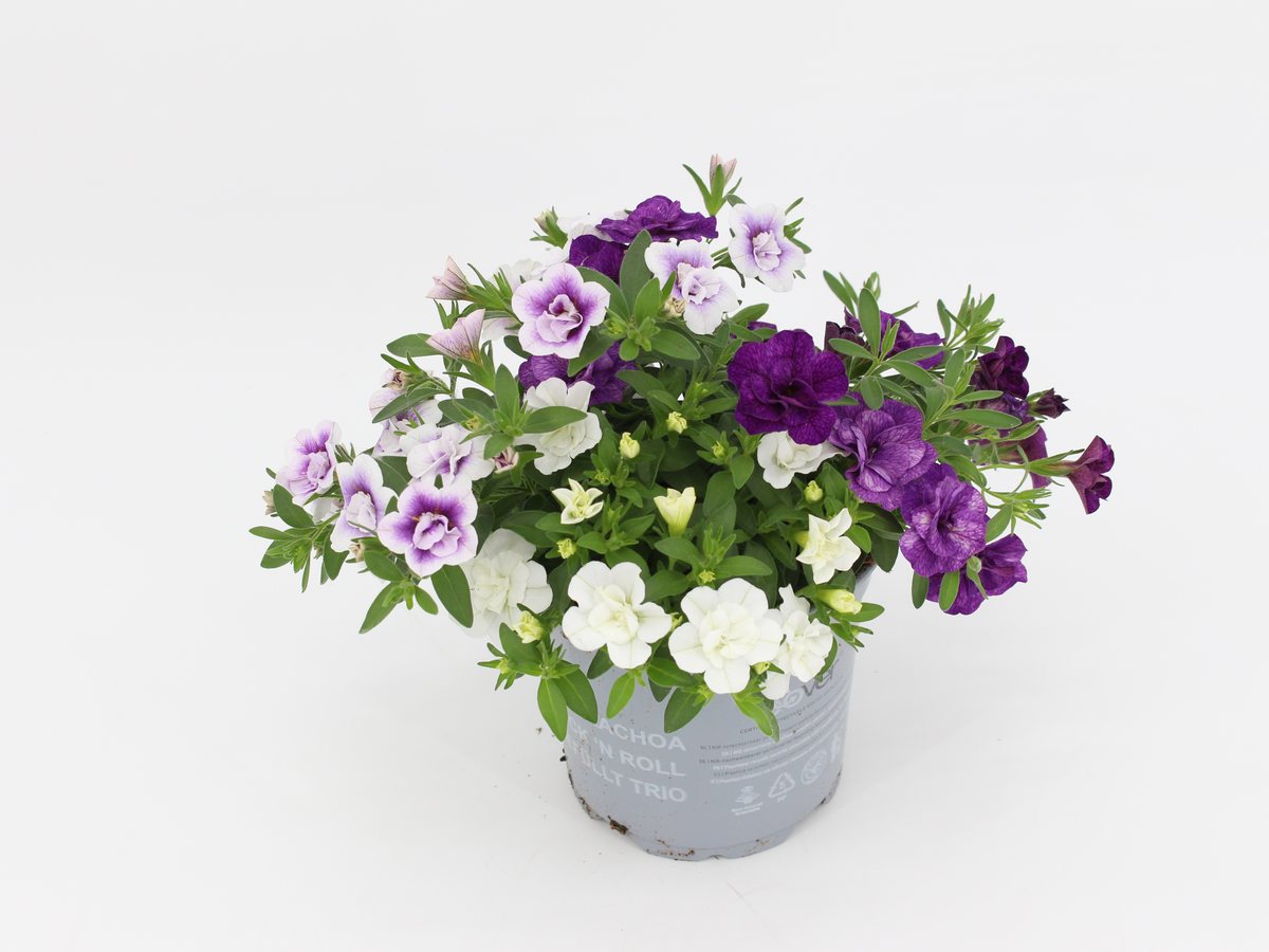Calibrachoa gefüllt dreifarbig, Sorte Blue Petticoat