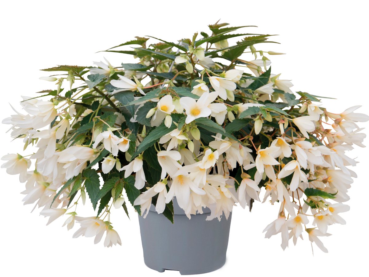 Begonie Groovy White