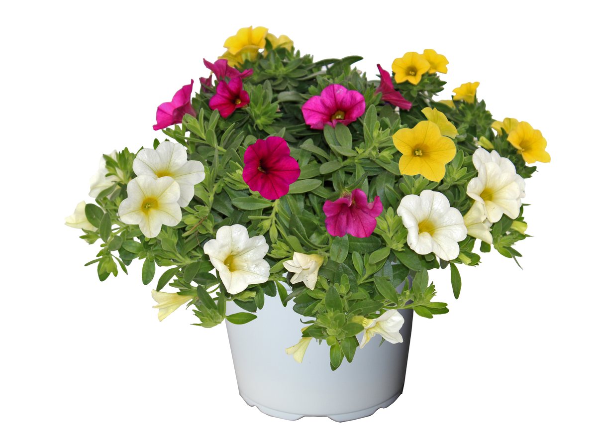 Calibrachoa Sansibar