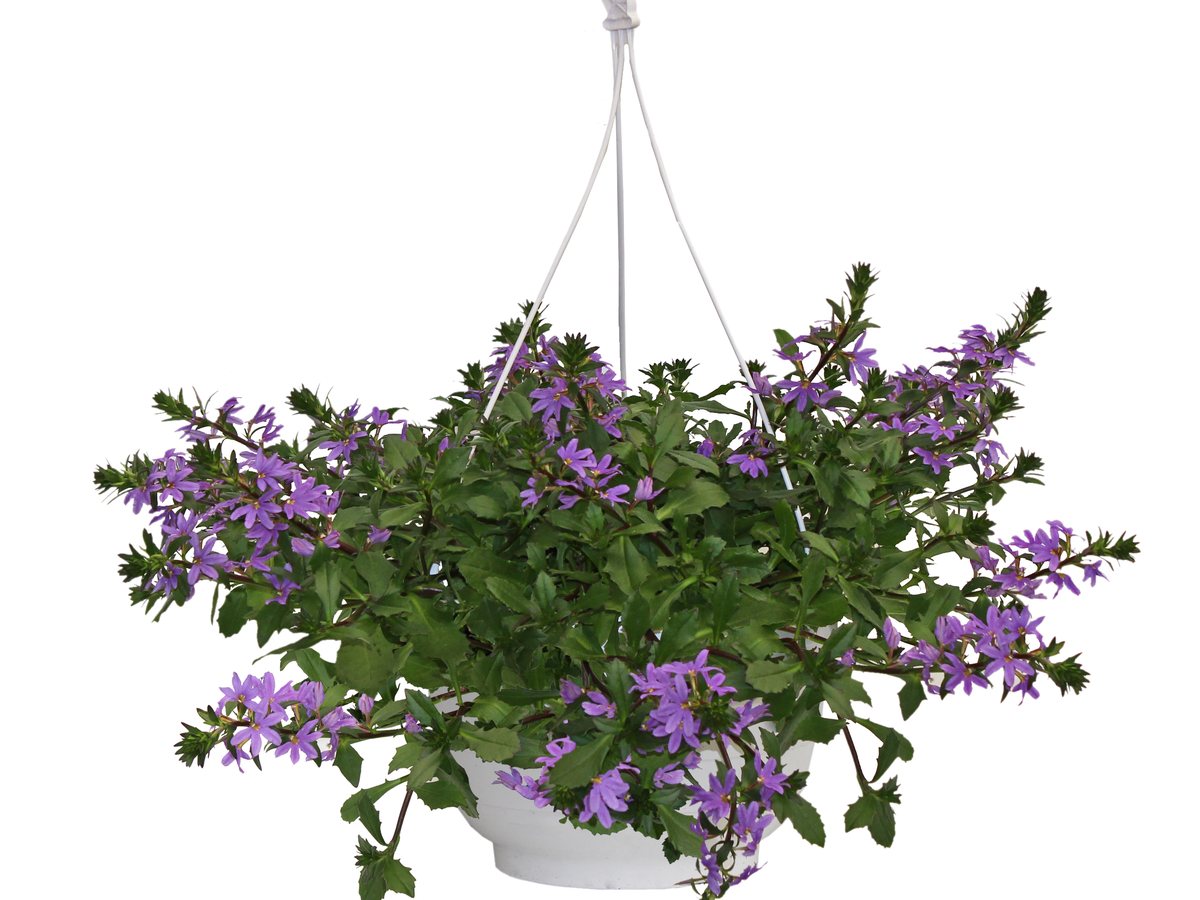Scaevola in Blau als Ampel