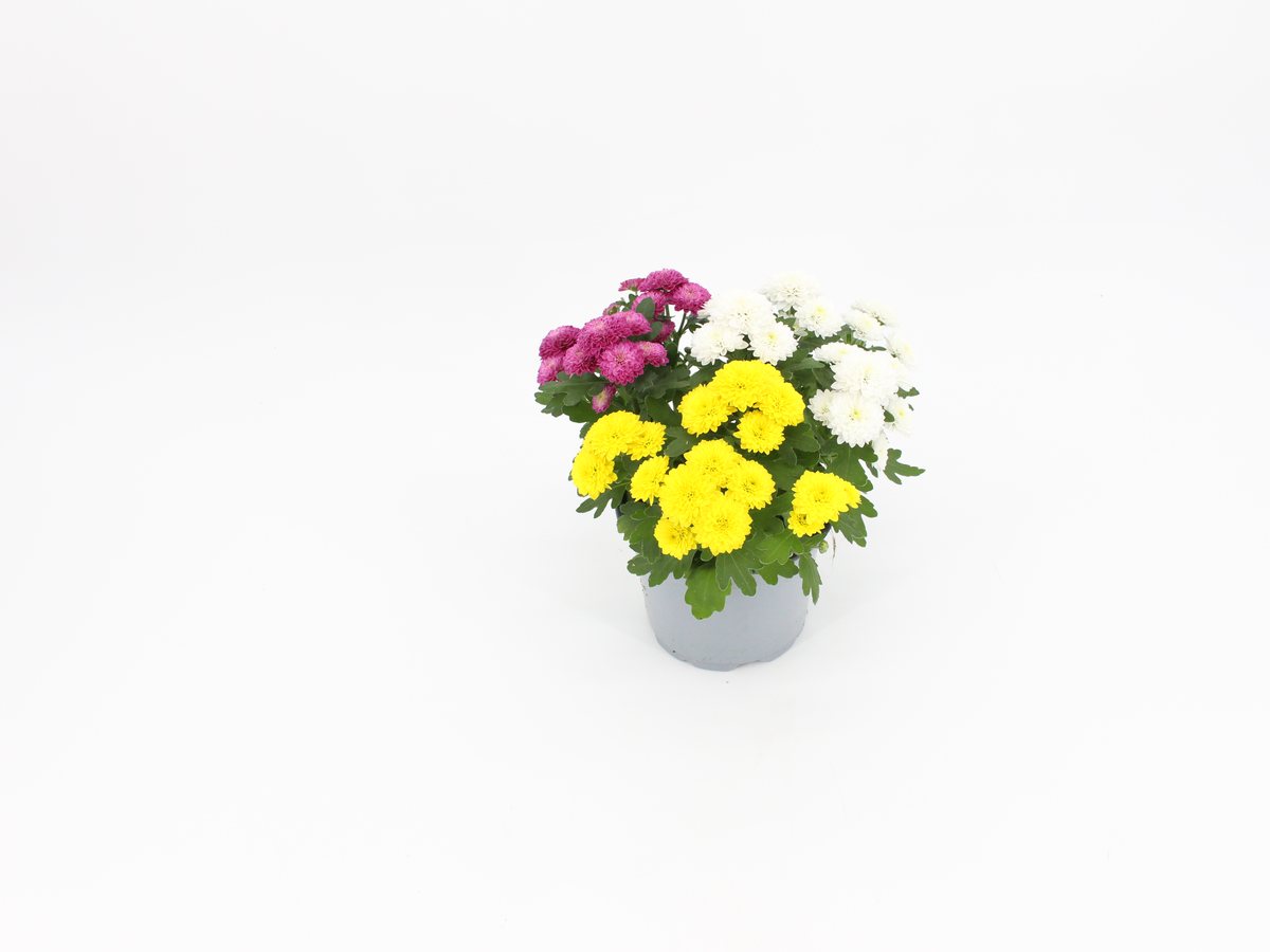 Chrysantheme Anemone Gem Pop Trio im T12