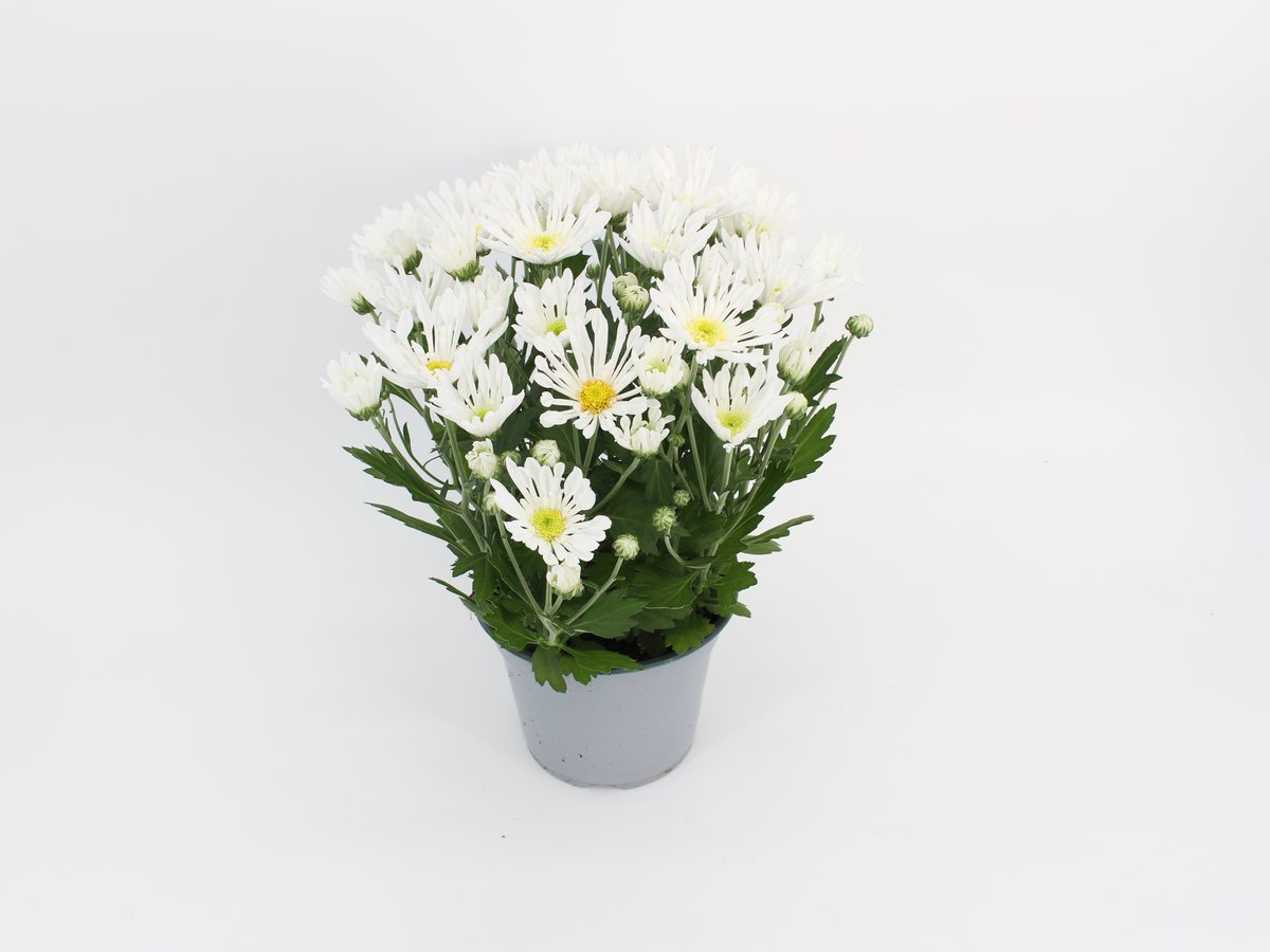Chrysantheme Sollinea im T14