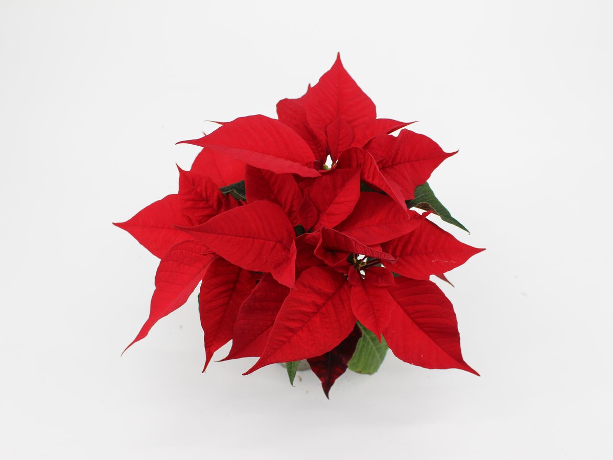 Weihnachtsstern Feelings Red im T9